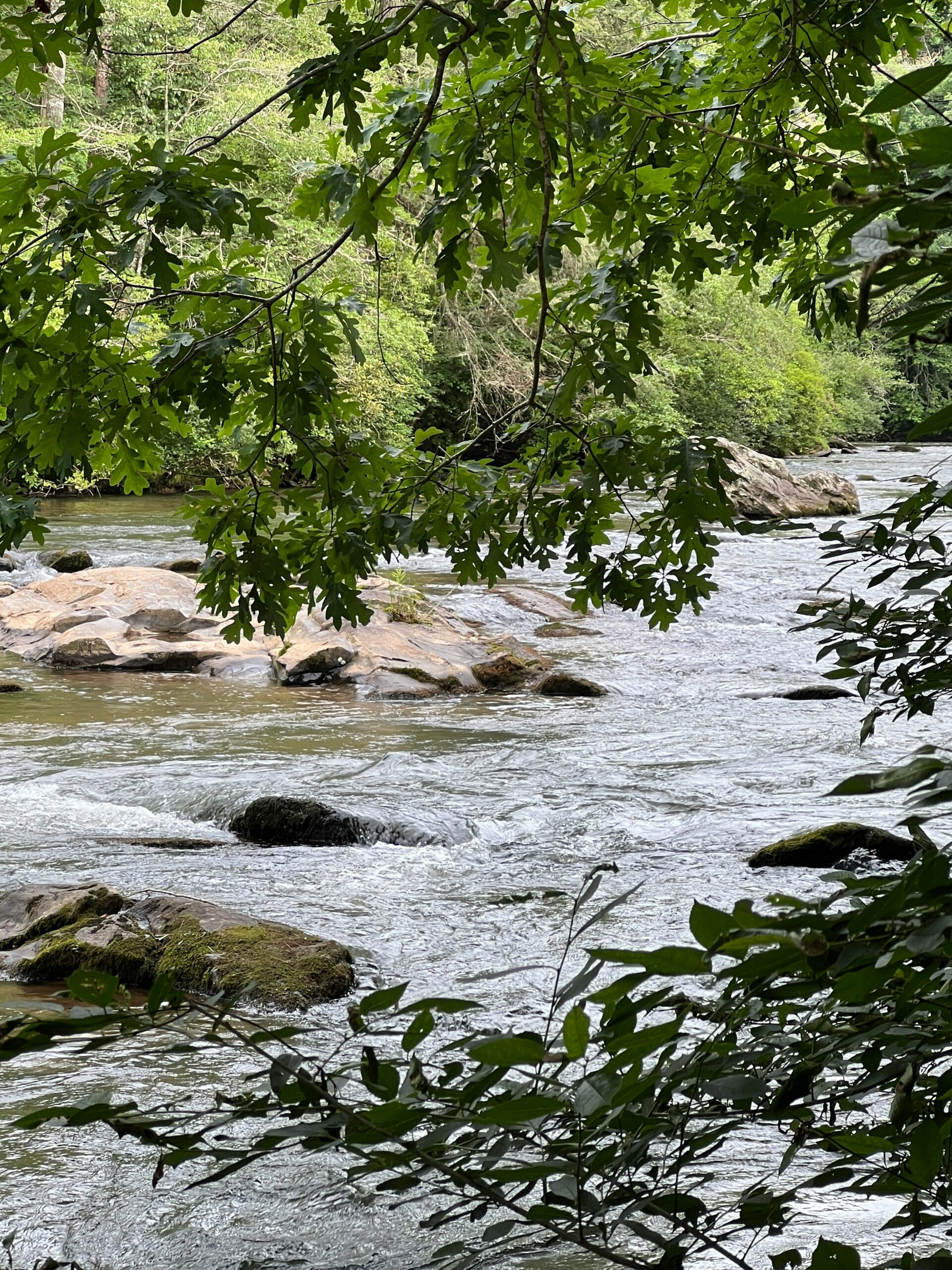 Giant Salamanders of the Nantahala: Living Dinosaurs in Our Waters (and on Your Rafting Adventure!)